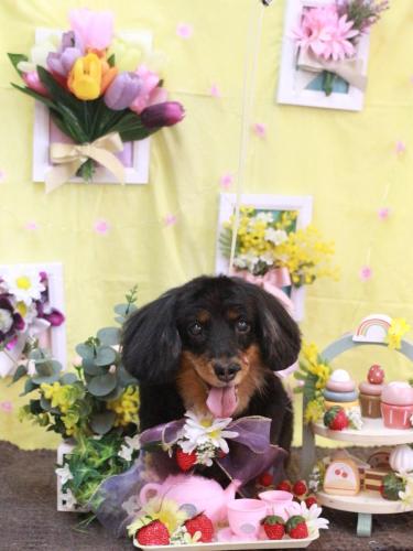 20230314ショコラちゃん